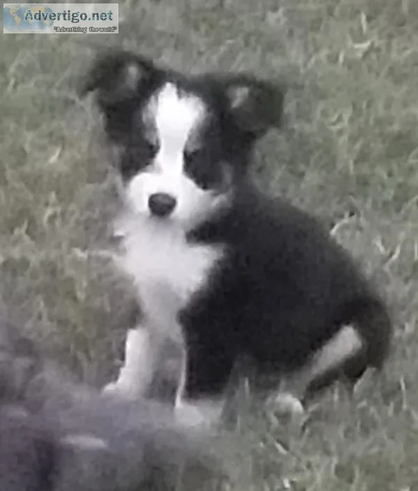 ADORABLE TOY AUSSIE