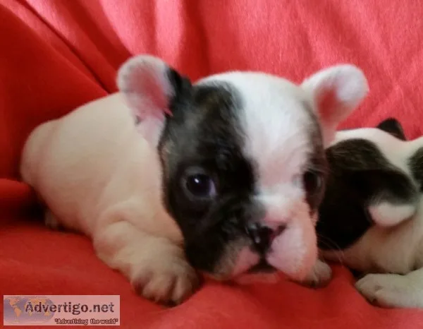 French Bulldog Puppies
