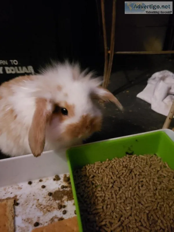 Indoor raised rabbits