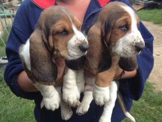 Basset Hound Puppies