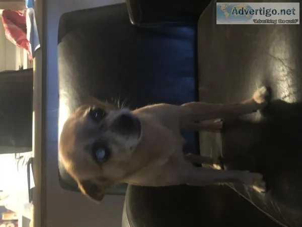 Beautiful Chihuahua