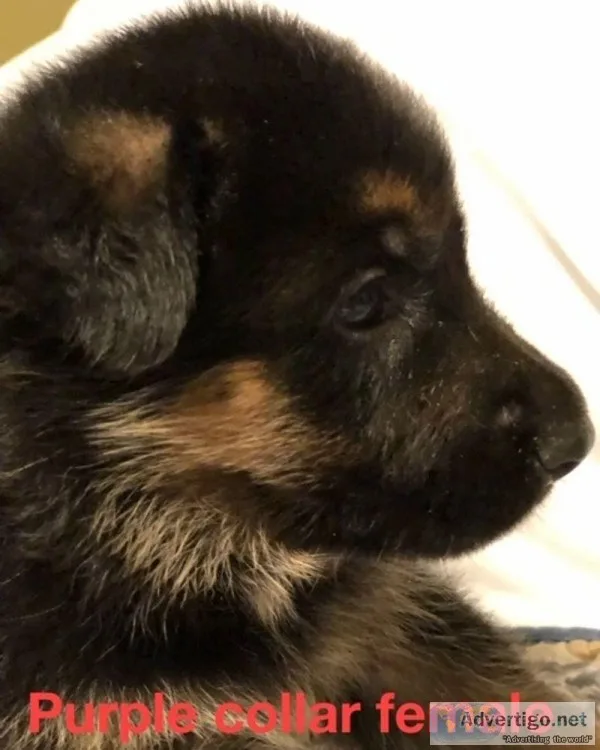 AKC German  Shepherd puppies
