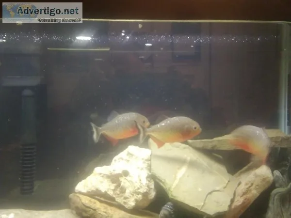 Piranha Red Bellied