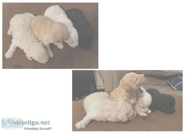 Toy Poodle Puppies