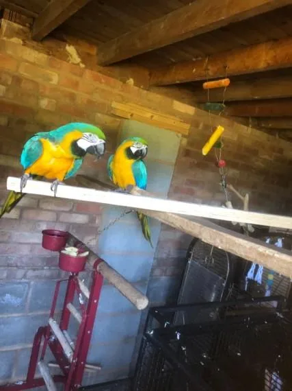 Blue And Gold Macaw Baby Hand Reared