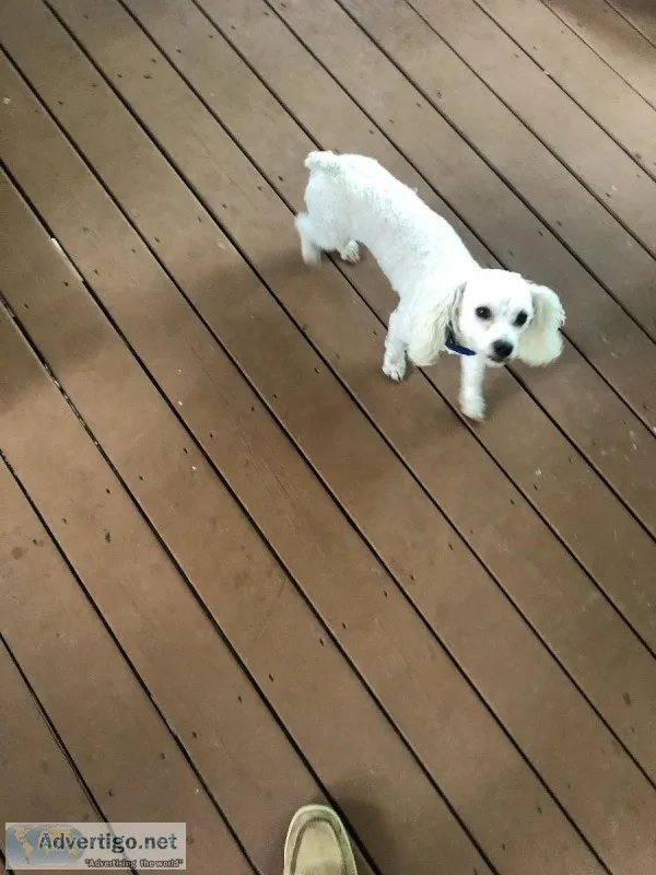 Poodle Ice White