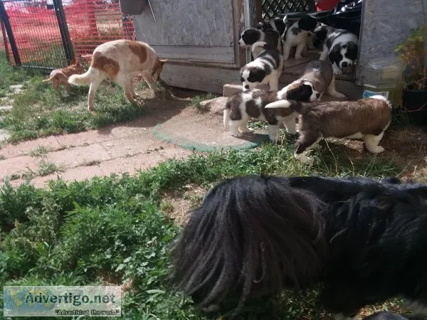 St. Bernard Puppies