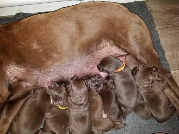 Lab puppies