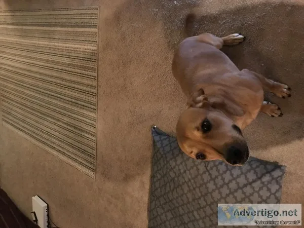 Lab Terrier
