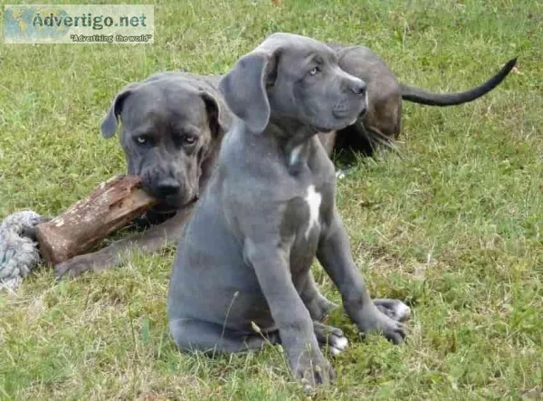 Smart Cane Corso Puppies