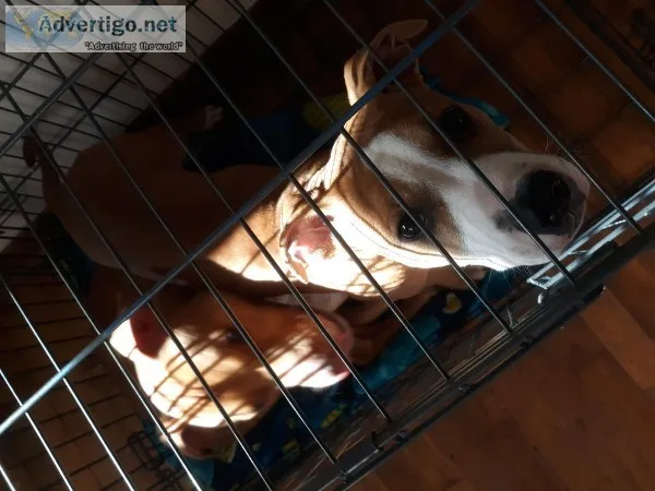 PITBoxer mix