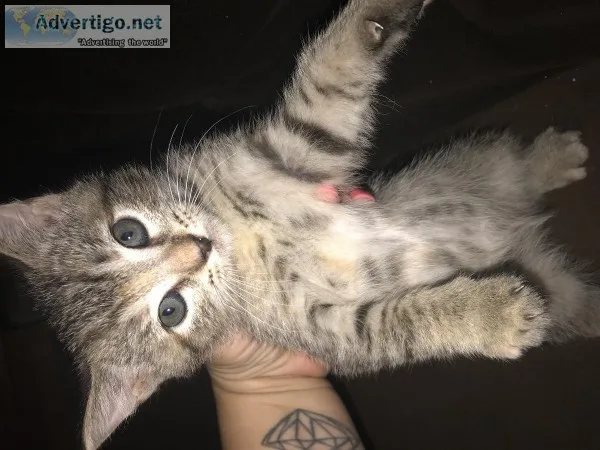 Four Available Kittens for Free