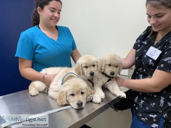 Pure breed Golden Retriever Puppies