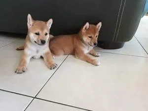 Shiba Inu Puppies
