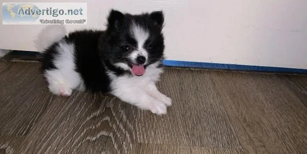 Male Black and White Pomeranian