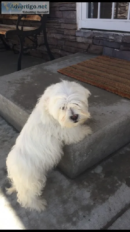 Lhasa Apso puppy