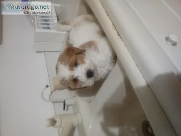 Goldendoddle pups