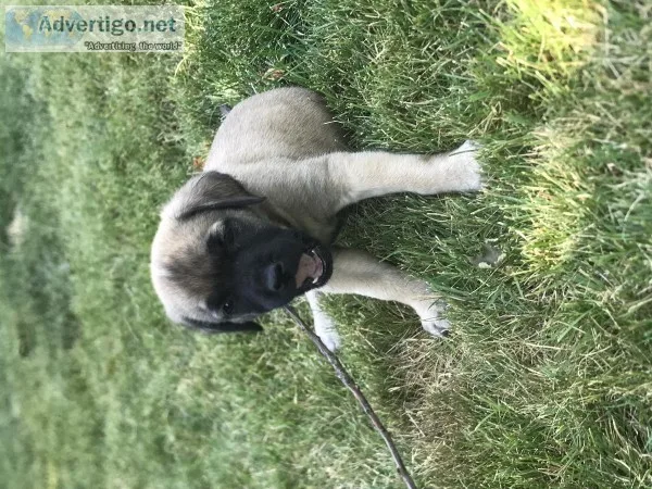 Purebred female English mastiffs