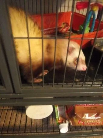 Two Male Ferrets and Supplies