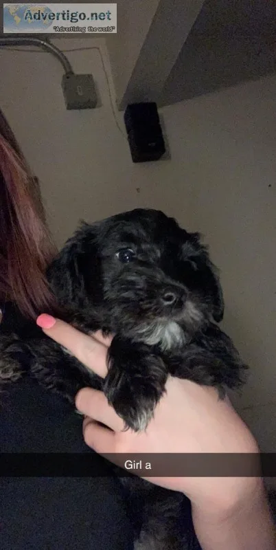 Miniature Schnauzer Puppies