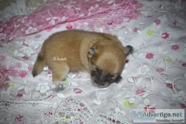 Toy Orange Sable Female Pomeranian (Ruby)