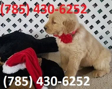 Kindhearted Golden Retriever Puppies Searching Loving Homes.