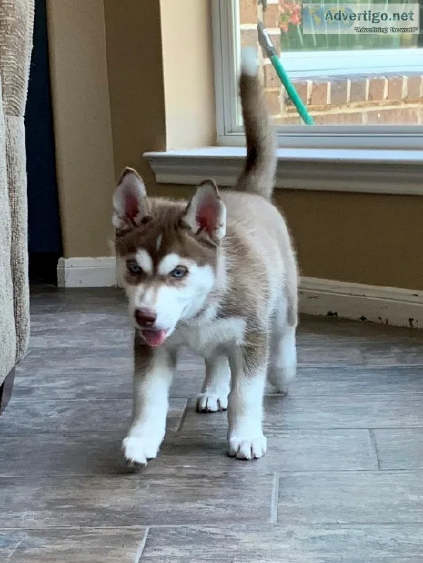 Siberian Husky puppy female AKC