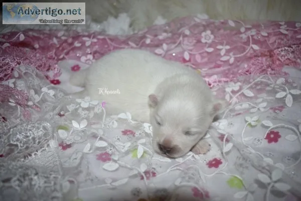 Toy White Female Pomeranain (Crystal)