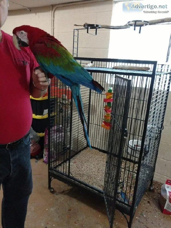 Green Wing Macaw for Sale