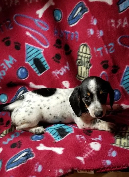 AKC Miniature Dachshund Puppy