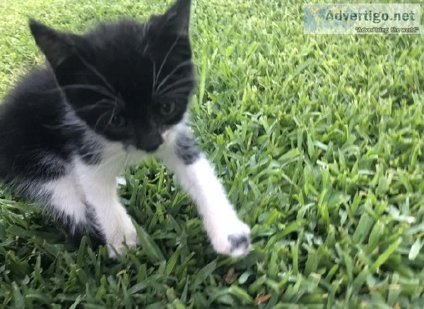 Free kitten