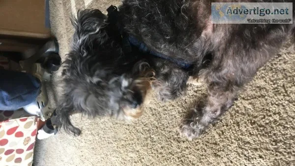 Free 6 yr old Schnauzer