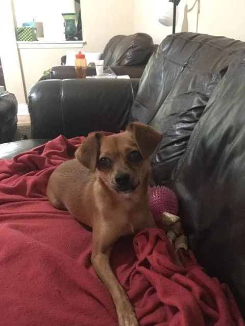 FREE Chihuahua-Mountain Curr Mix
