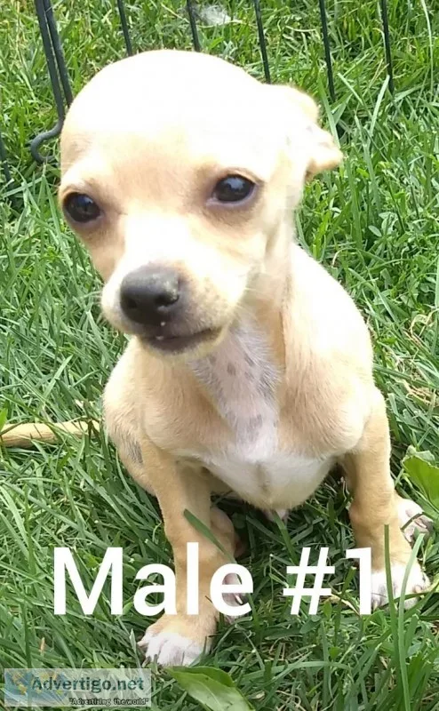 Chihuahua