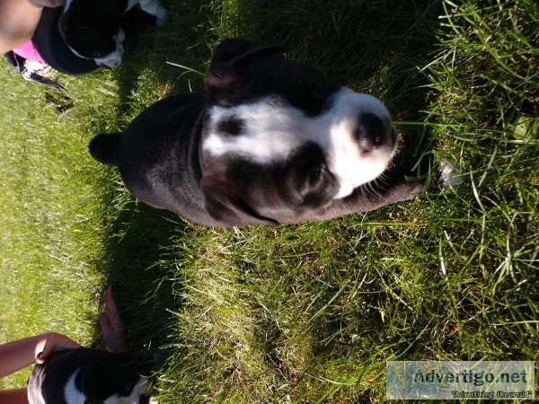 Olde English bulldog puppies