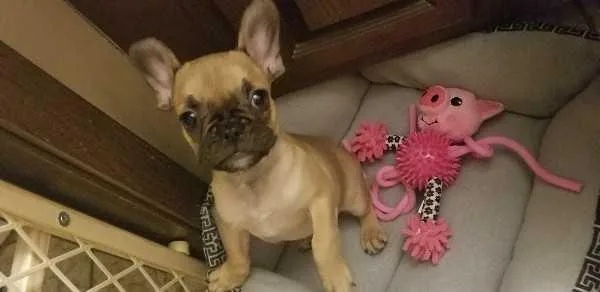 Super Cute French Bulldog Puppies Available