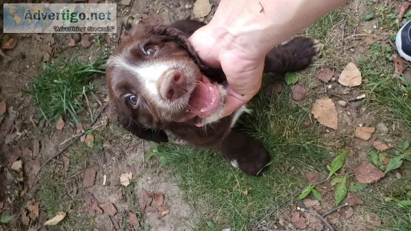 English springer puppies