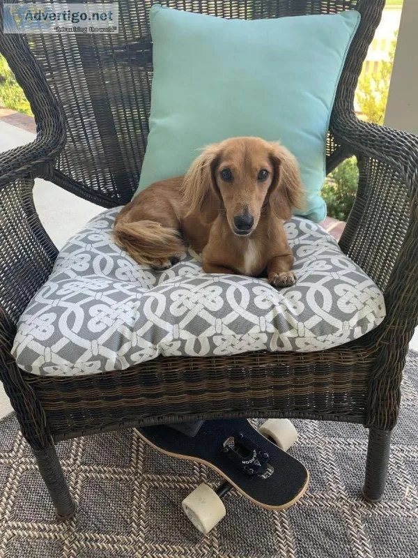 Female Miniature long haired dachshund