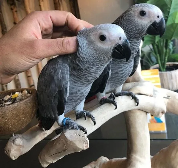 Hand Reared Baby African Grey Parrots For Sale