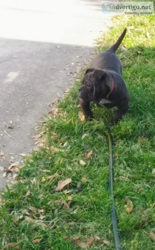 Your search has ended puppies for sale