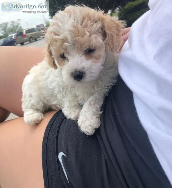 Beautiful male Maltipoo puppy
