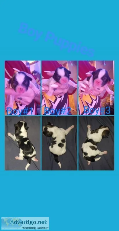 Shih ztu mixed shippo pupps