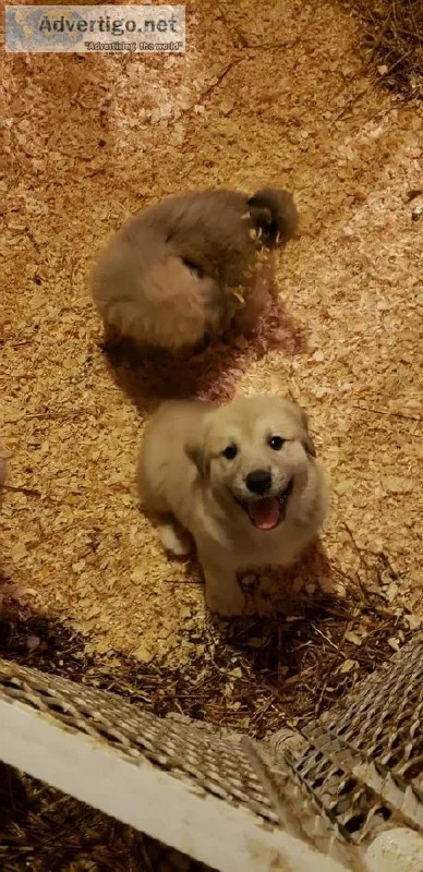 Altonian Shepherd x Great Pyrenees puppies
