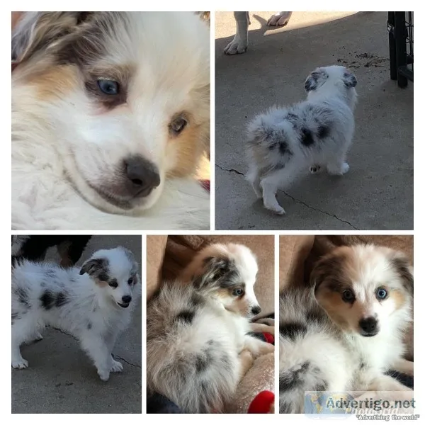 Male Toy Aussie 11wks