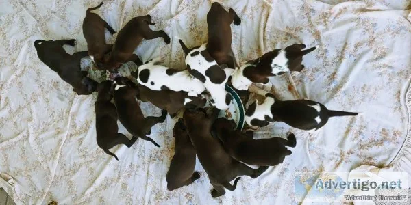 American Pitbull Terrier