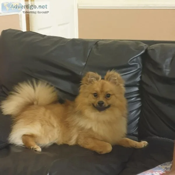 Beautiful Male Pedigree Pomeranian For Sale