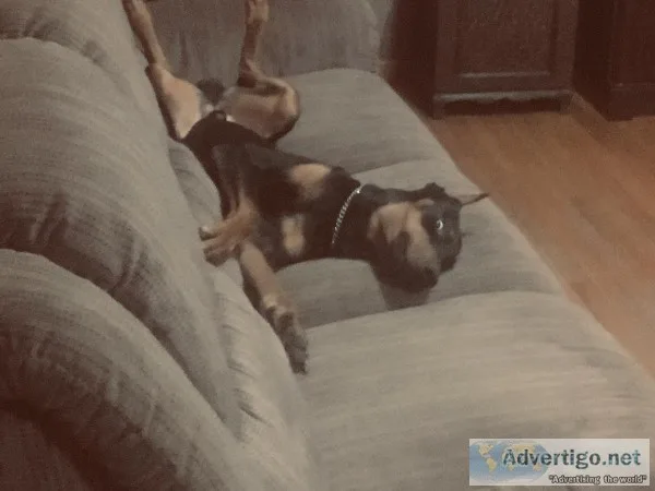 Dobermen puppies