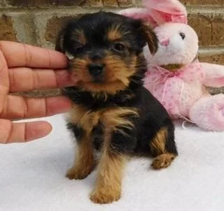 Cute T-Cup Yorkie Puppies Looking For Loving Homes.