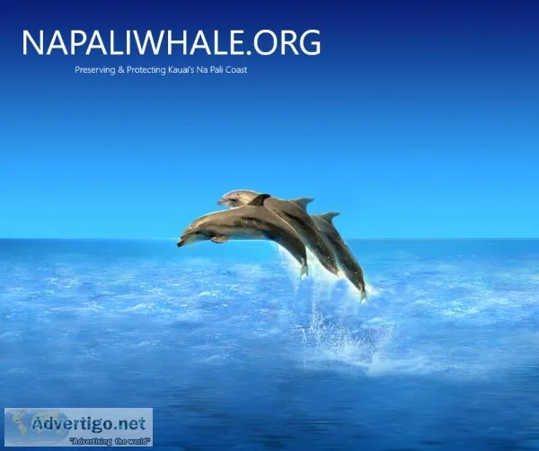 Enjoy the Best Whale Watching Tours in Kauai With Us