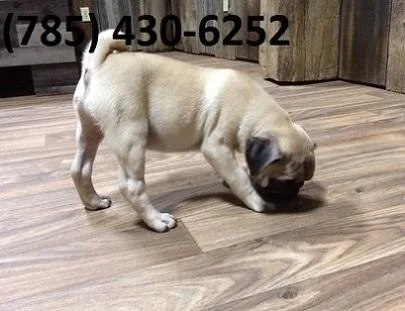 Caring Pug Puppies Searching For New Homes.